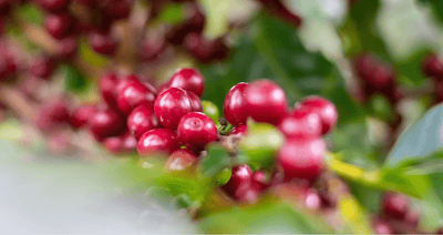 "Cascara"是另類咖啡嗎?